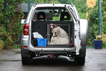 Tesztelték a kutyaszállító boxokat, lesújtóak az eredmények