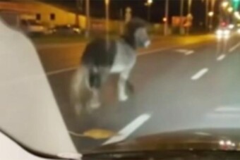 Póniló szlalomozott az autók között Nyíregyházán