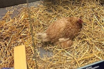 Első osztályon utazó csirkéktől bénult meg a vasút