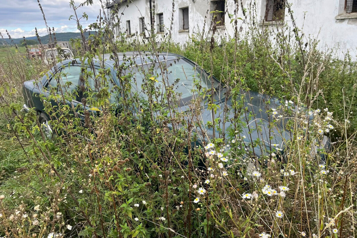 Igazi különlegességre bukkantak Pilismaróton, a méteres gazban