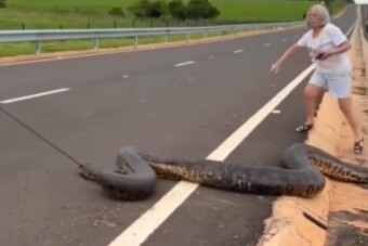 Elszabadult egy anakonda az autópályán, halált megvető bátorsággal segítettek rajta