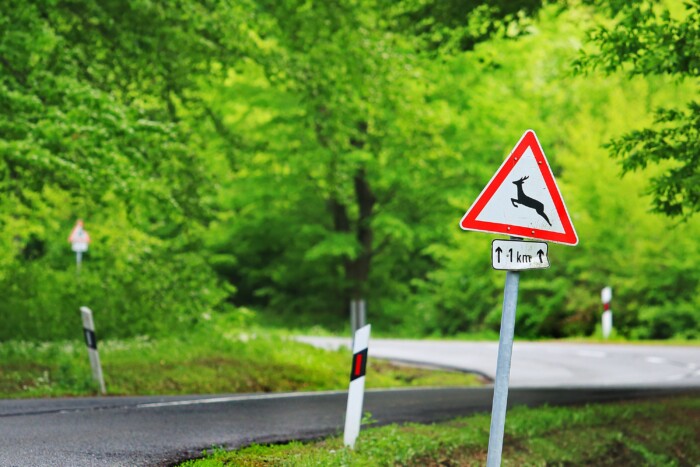 Balszerencse, két autós egyszerre csapott el egy szarvast