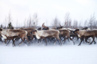 122 szarvas vonult át egy nógrádi úton, videón a ritka jelenet 1