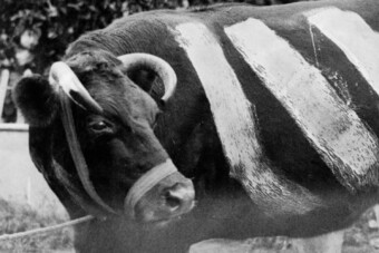 Nem találod ki, miért festették csíkosra a teheneket a II. világháború alatt