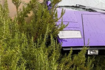 Rejtélyes módon került a bokorba a ritka sportkocsi