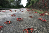 Vörösre cserélték a közvilágítást a dánok, de jó okuk volt rá 1 Vörösre cserélték a közvilágítást a dánok, de jó okuk volt rá 1