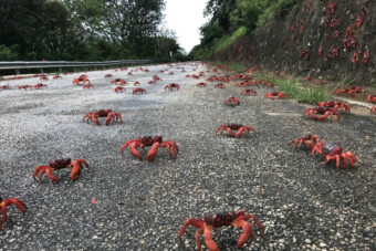 Rákok miatt építettek át egy egész szigetet