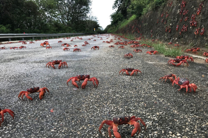 Rákok miatt építettek át egy egész szigetet