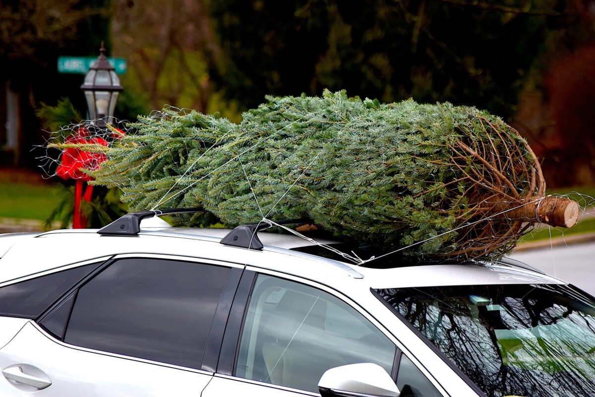 Büntethet a rendőr, ha így viszed a karácsonyfát