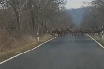 122 szarvas vonult át egy nógrádi úton, videón a ritka jelenet