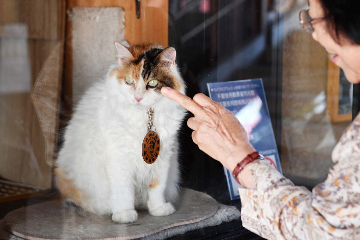 Egy macskát neveztek ki vasúti állomásfőnöknek