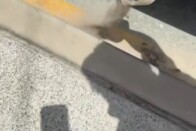 Egy nő 450 milliós kárt okozott parkolás közben 1 Egy nő 450 milliós kárt okozott parkolás közben 1