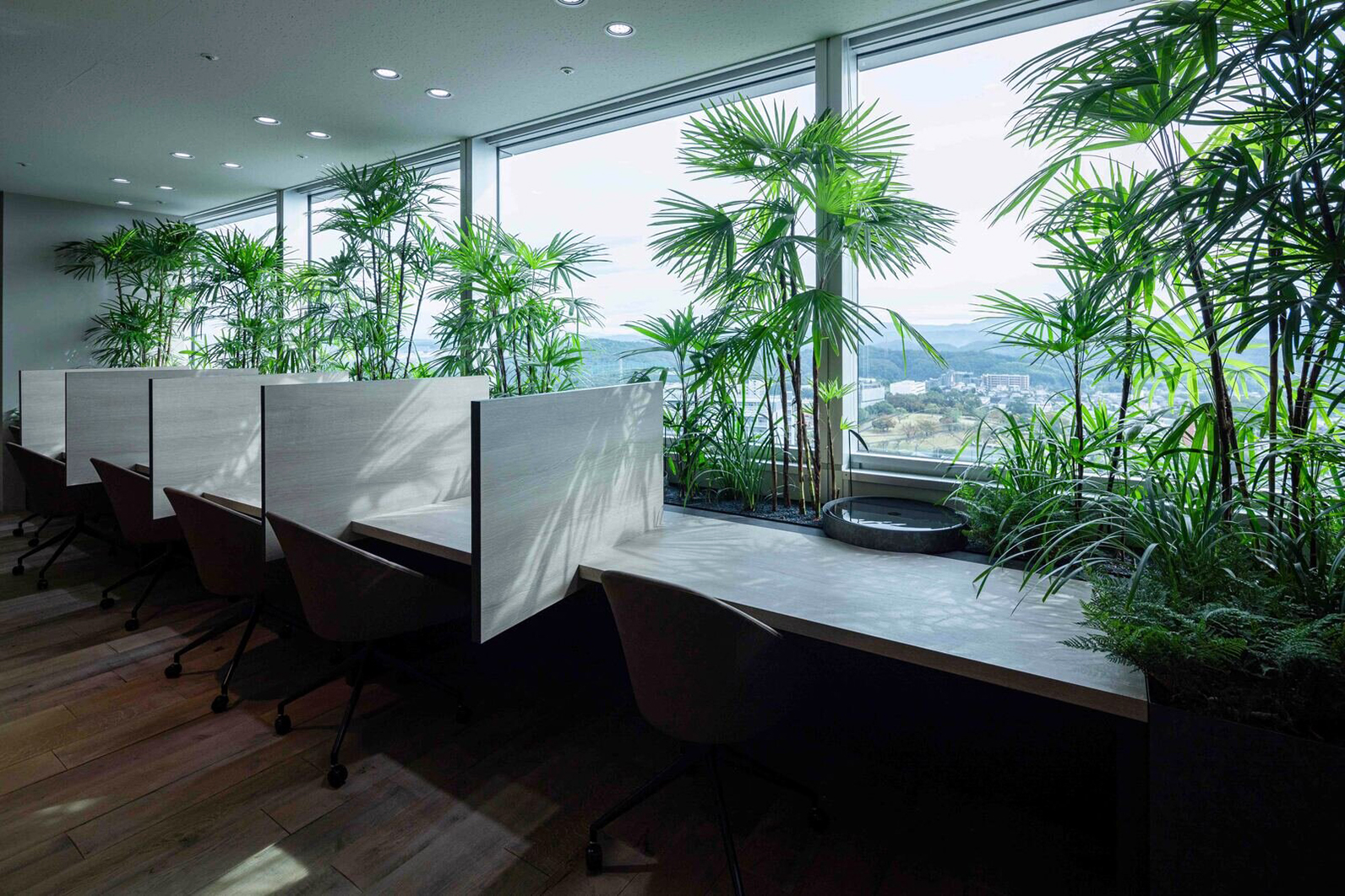 toyota-husevo-noveny-kutatas-10 | Vezess | Vezess