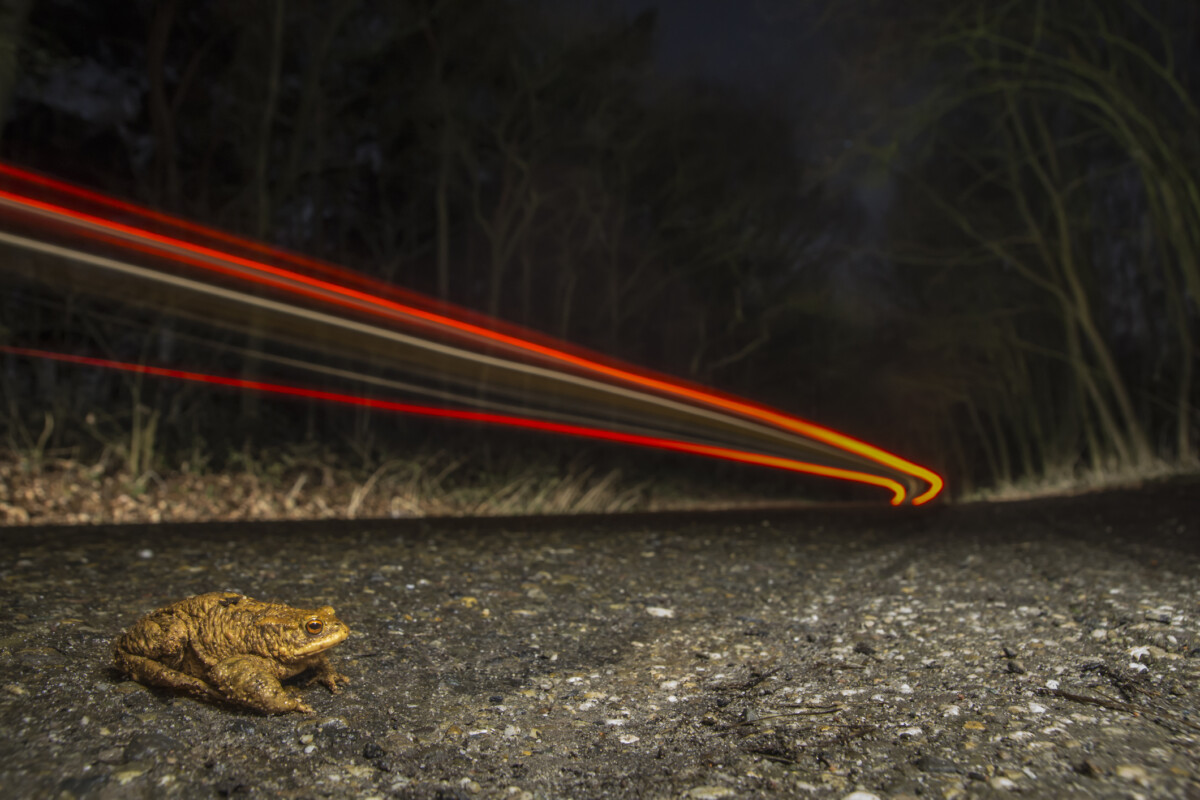 Ha ilyet látsz az úton, azonnal lassíts, komoly baj lehet belőle