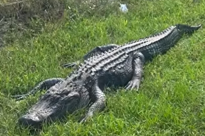Hatalmas hüllőt gázolt, majd oszlopnak csapódott egy nő 1