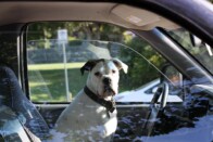 Új információk derültek ki a gazdáját villogtatással megmentő soproni kutyáról 1