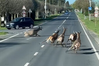 Vírusként terjed egy balatoni videó a közösségi médiában