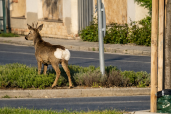 Vadon élő állat okozott galibát a főváros közelében