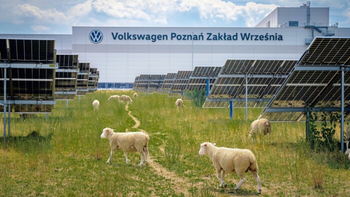Tökéletes munkaerőt talált a Volkswagen: birkákat alkalmaznak 6 Tökéletes munkaerőt talált a Volkswagen: birkákat alkalmaznak 6