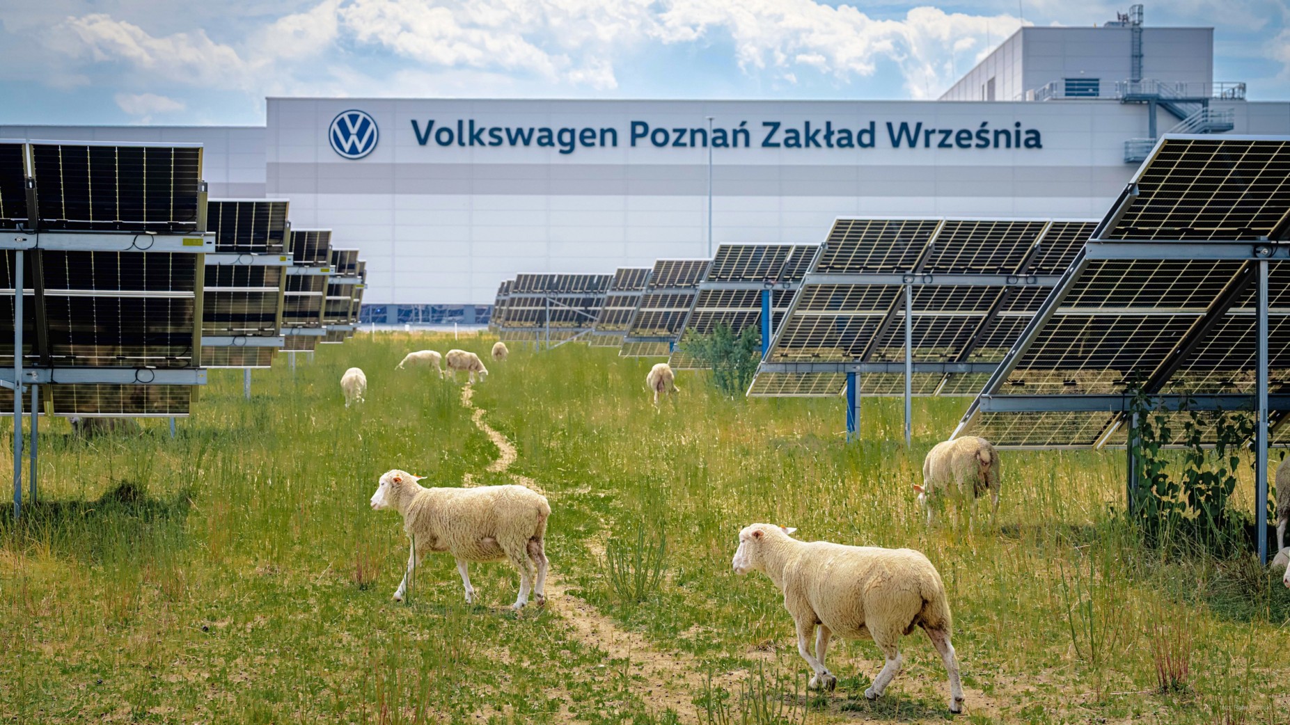 vwp_z2_wrzesnia_owce_20260619_rafal_pijanski_max_son07059 | Vezess