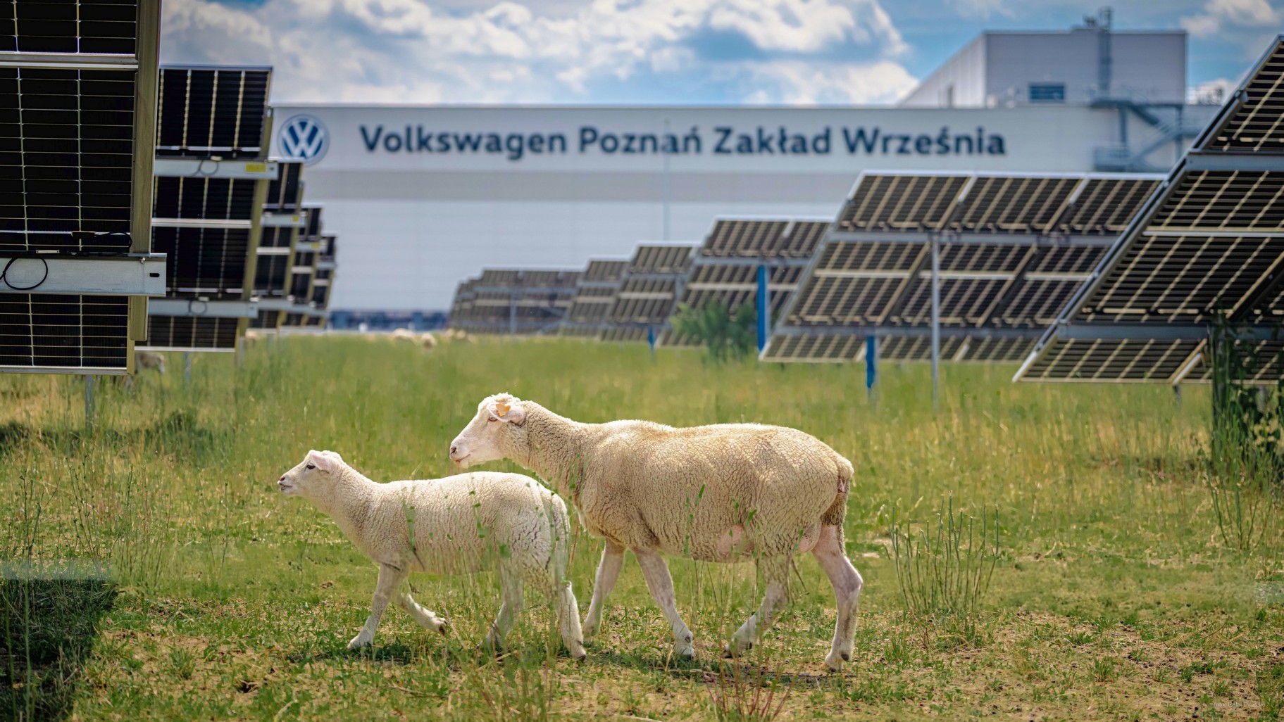vwp_z2_wrzesnia_owce_20260619_rafal_pijanski_max_son07186 | Vezess