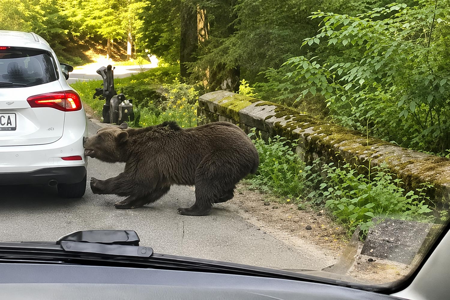 Videón, ahogy egyetlen harapással tépte le a lökhárítót a medve