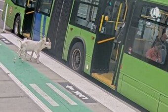 Nagyot néztek az utasok, hogy milyen állatok szálltak fel a csuklós buszra