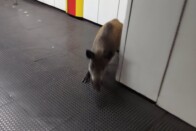 Nyitóoldal 2
