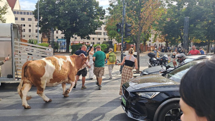 Na, mi bénította meg a forgalmat Budapest belvárosában? Nem éppen hétköznapi látvány 1 Na, mi bénította meg a forgalmat Budapest belvárosában? Nem éppen hétköznapi látvány 1