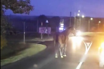 A vak is látta, hogy ott egy ló az úton, őt kivéve: képes volt nekimenni Keszthelyen
