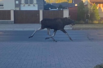 Jávorszarvas ügetett végig Debrecen utcáin