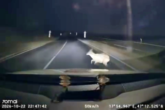 A rendőr sem kivétel: videón, ahogy vadat gázolt a járőr