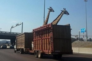 Zsiráfhalál az autópályán