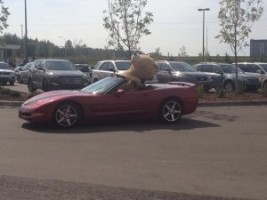 Ő a legmeglepőbb utas, akit kabrióban valaha láttunk