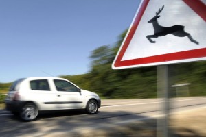 Életveszélyes sérülést okozott egy szarvas a 4-esen