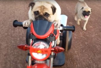 Ez a motorral csapató kutya üti szét ma a cukiságmérőt