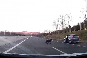 Videón a kutya, aki megbénította az M3-ast