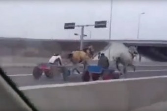 Videón, ahogy két lovas szekér versenyzik az autópályán